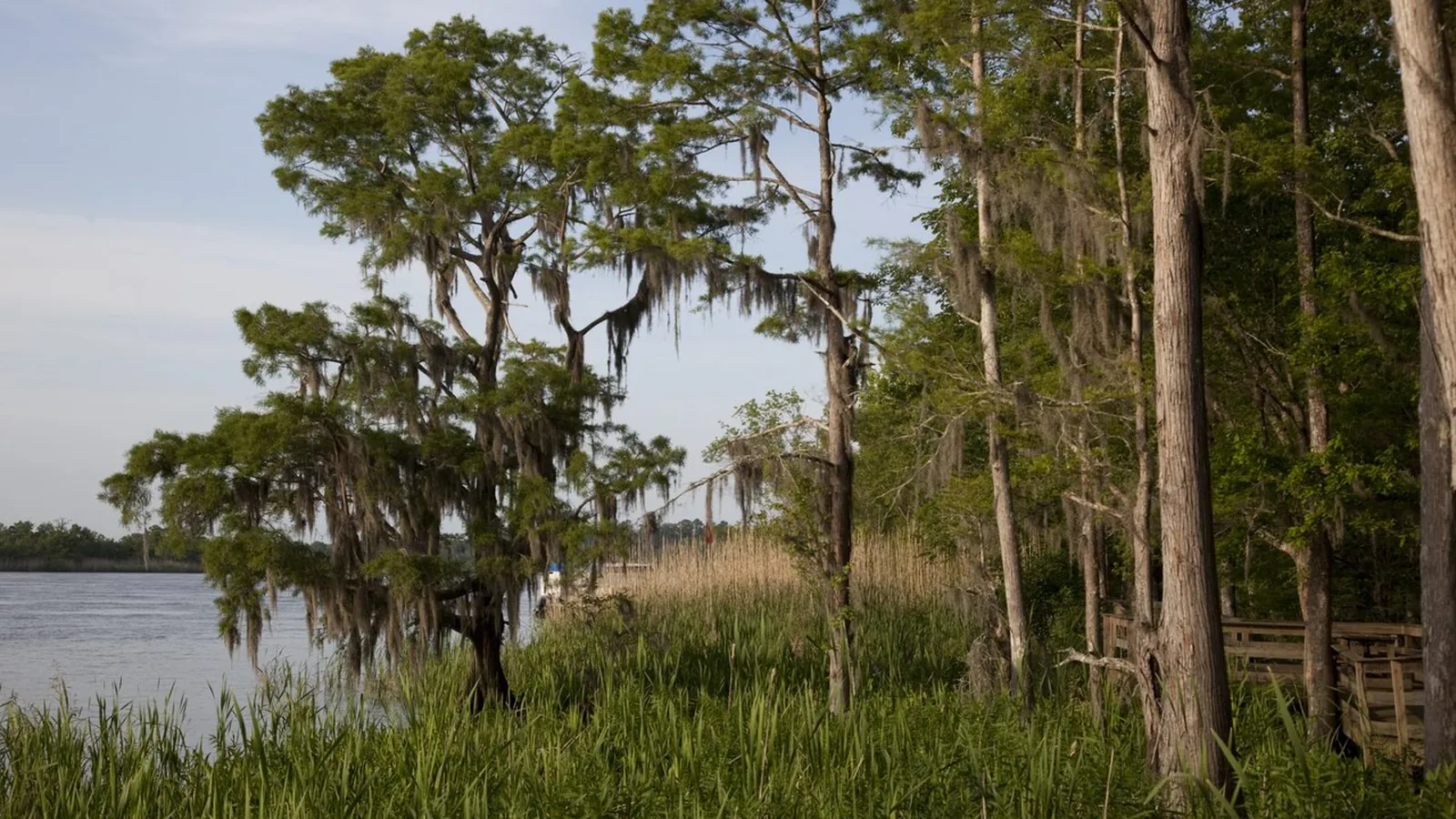 Moss-draped trees on the Tensaw River shore at Historic Blakeley State Park, north of Spanish Fort, AL